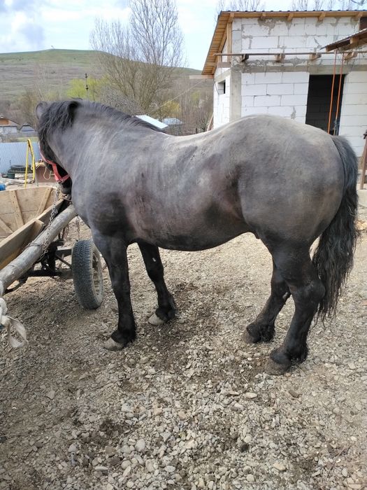 Harmăsar de vânzare