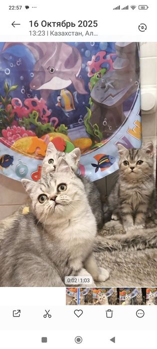 Самые красивые брит тоанские котята
