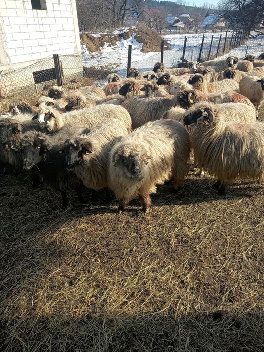 Oi de vanzare / suceava