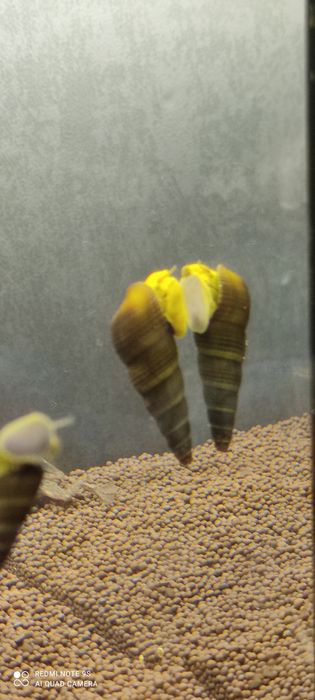 Продам улиток тиломилания( кролик)