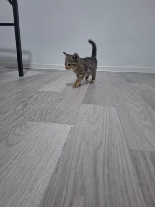 Очень красивый котенок, срочно, в добрые руки