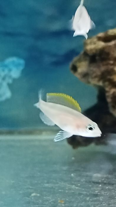 Мальки Неолампрологус крапчатохвостый