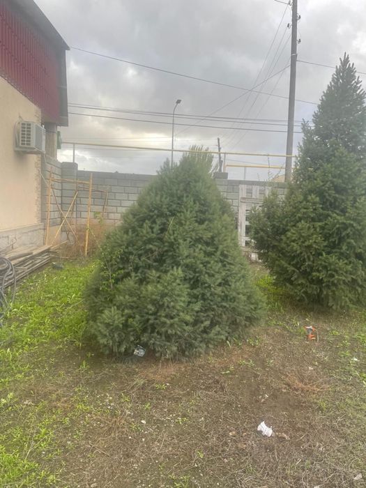 Продам ели, высокие, зеленые