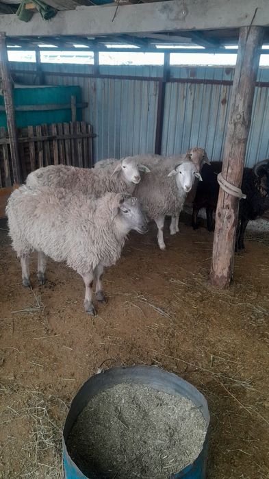 Семиз токты сатылады