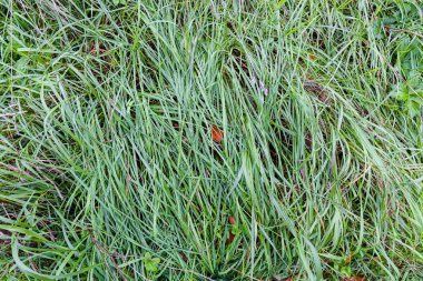 Газон арча декоративные усимоикларга кассаликларни даволаш хизмати