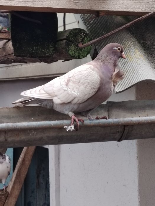 Porumbei colorati toy stencil frill stencil