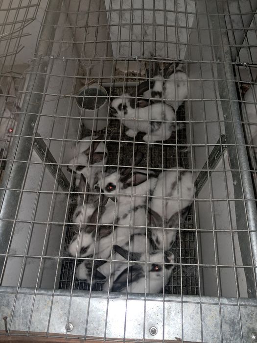 Продам кроликов.
