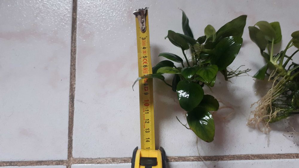 аквариумное растение анубиас