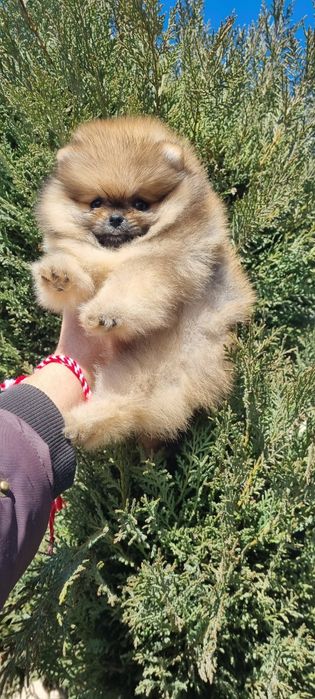 Померан померанче