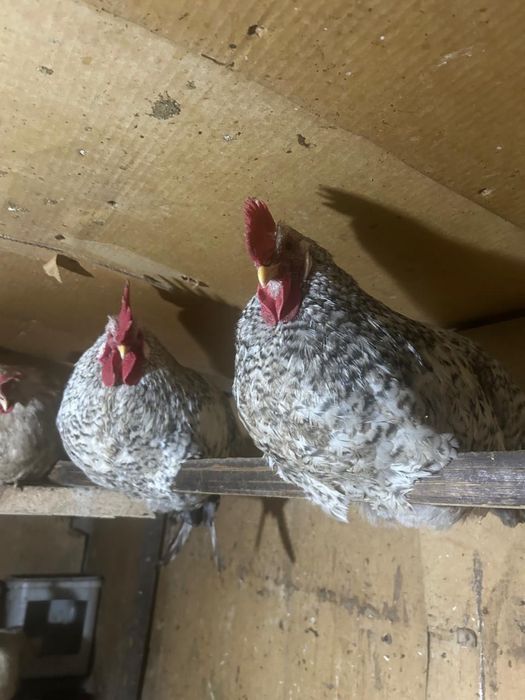 Петухи 3 петуха