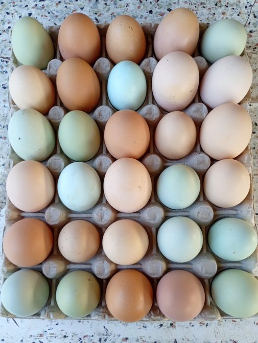 Ouă proaspete de vânzare