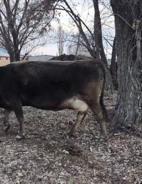 Корова стельная молочная