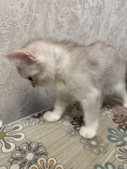Кошка Кошки Котята