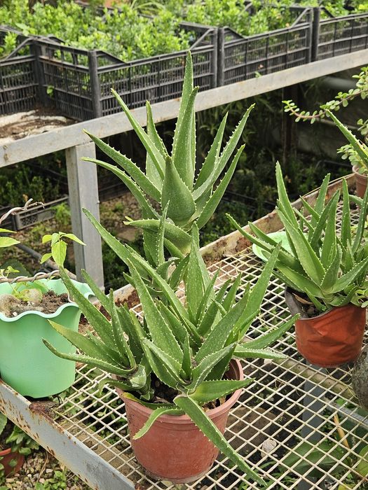 Aloe (Алоэ) oʻsimligi Shifobaxsh.