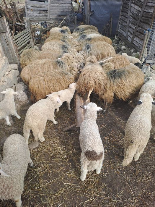 De vinzare Oii cu miei lingă ele