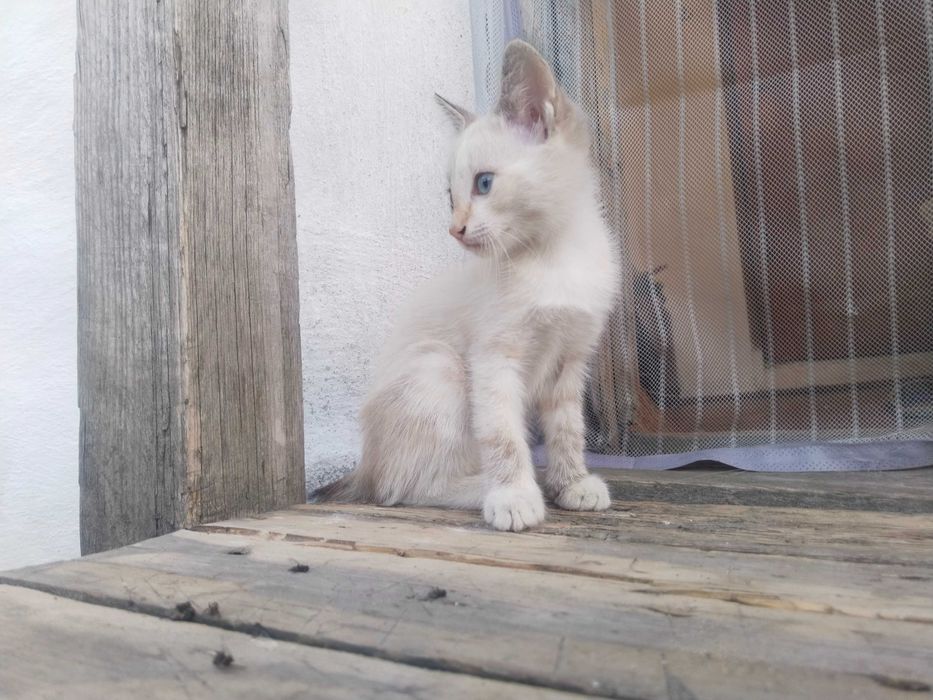 Отдам котят бесплатно