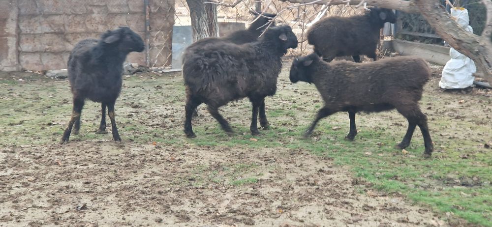 Кучкорлар сотилади