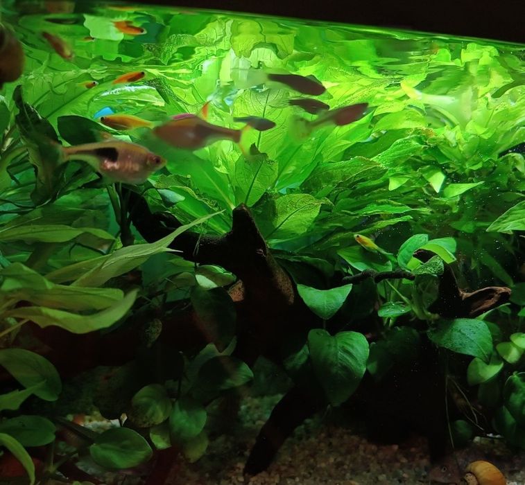 Acvariu complet echipat cu accesorii