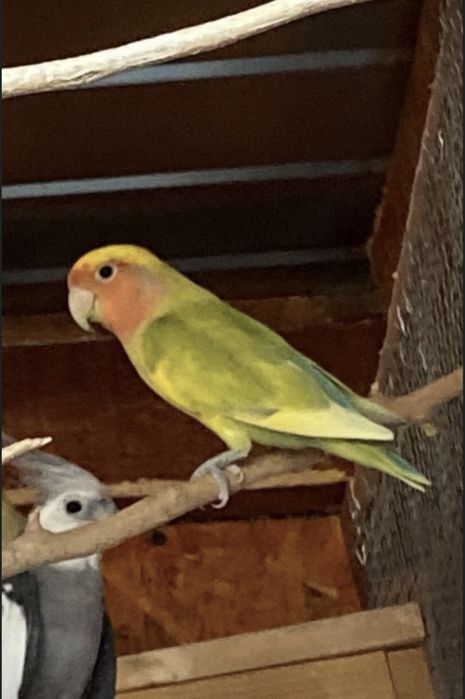Mascul agapornis