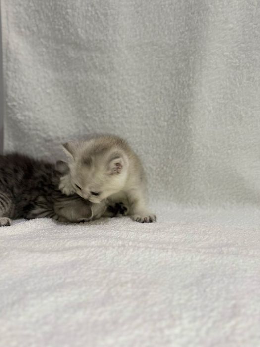 Продается котенок ( девочка)