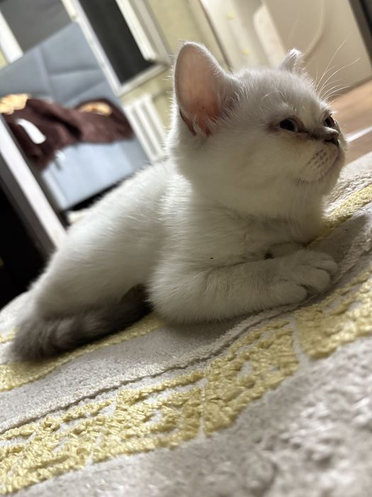 Пролаю котенка -британец