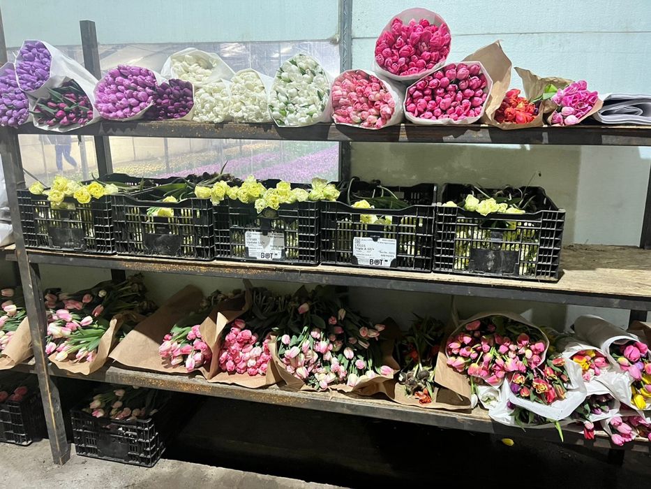 Тюльпаны премиум класса