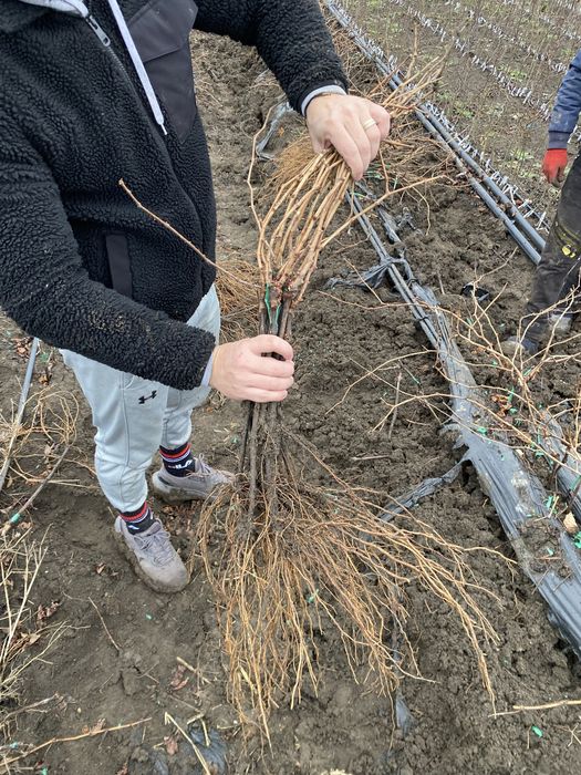 Butasi vita de vie!!!