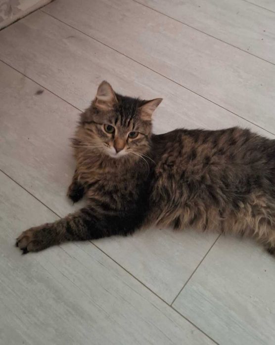 Отдам в добрые руки молодого кота