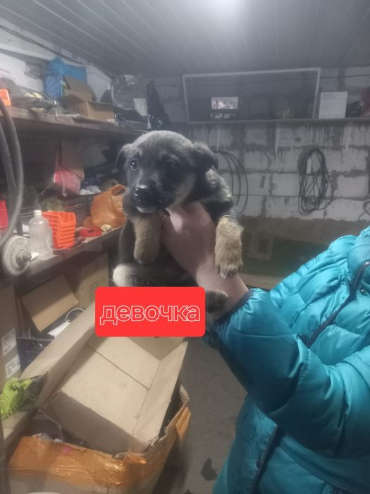 Щенки в добрые руки