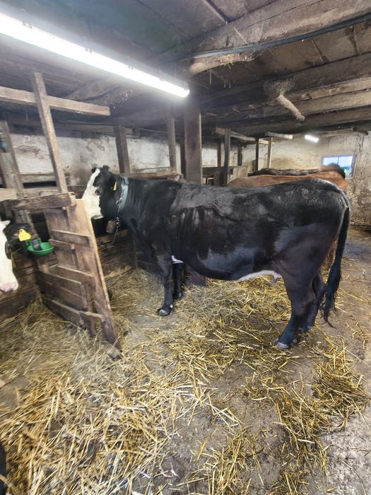 Vaca afara in 8 luni