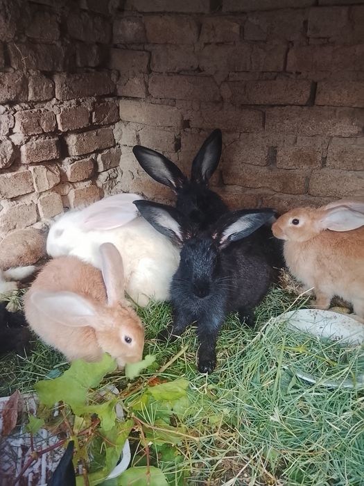 Quyonlar va o'rdaklar