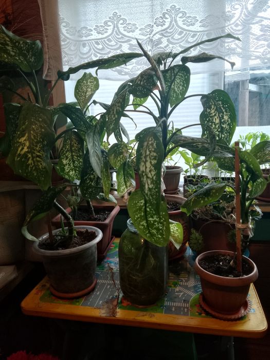 Диффенбахия цветок комнатный.