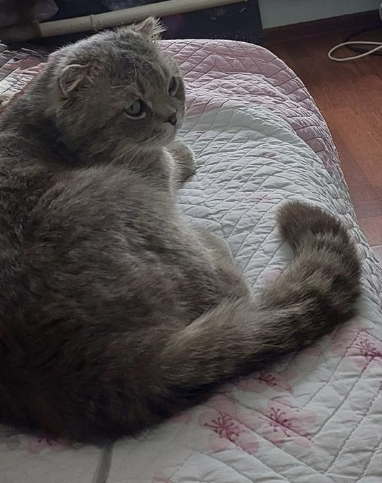Кот в добрые руки