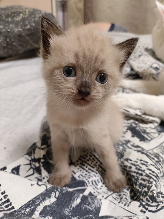 Продам шотландского котенка