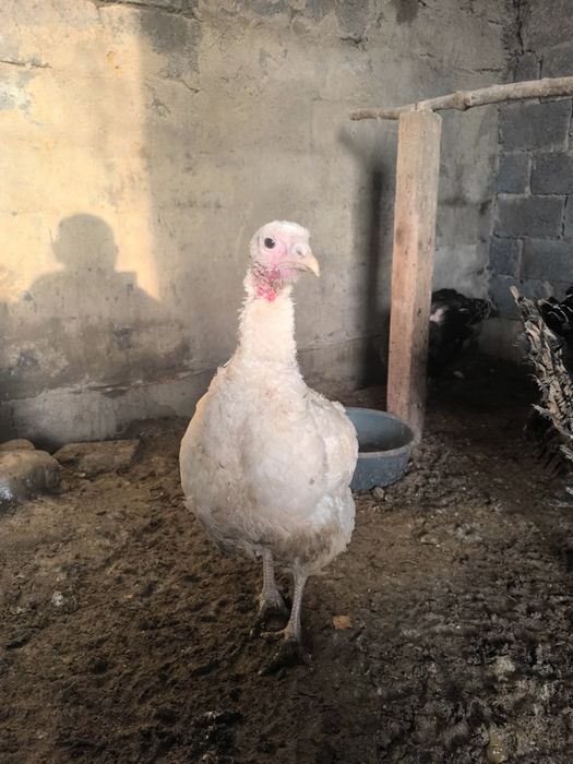 Продам семью индюков