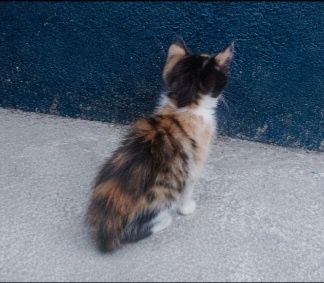 Срочно продам котёнка