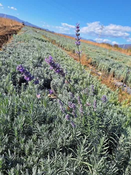 Разсад лавандула