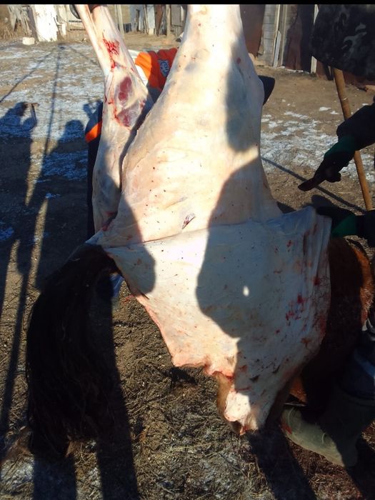 Соғымға байталдар бар