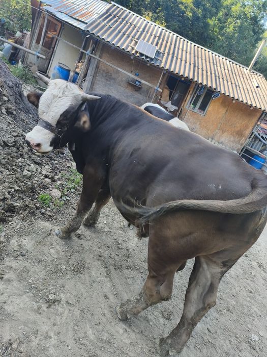 Taur de vânzare vârstă 1 -8 luni pentru tinere sau taiere