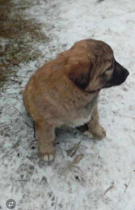 Щенкииии овчаркииии