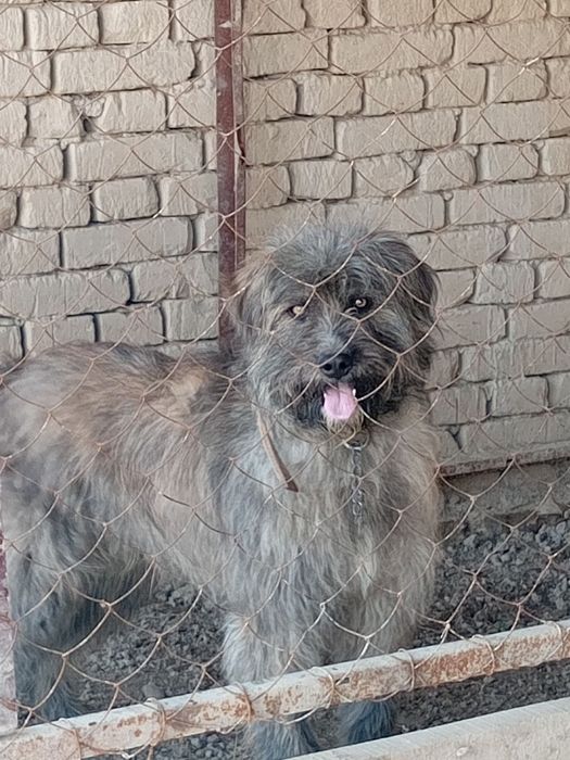 Qo'riqchi it tekinga beriladi