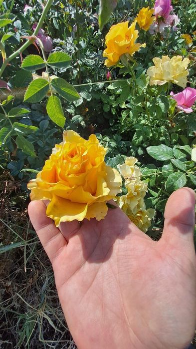 Atirgullar xarxil rangidan bor