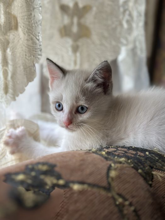 Очаровательные Котята Скоттиши