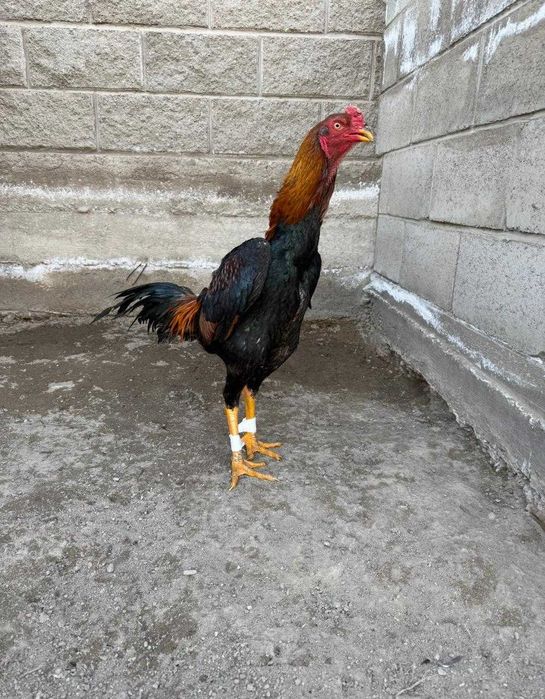 Дакан бойцовый    .