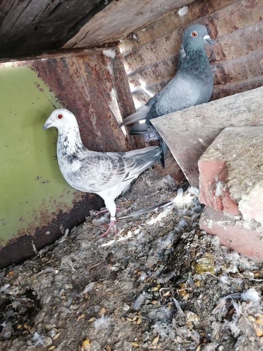 Porumbei de vânzare rasa voiajor și un guțan