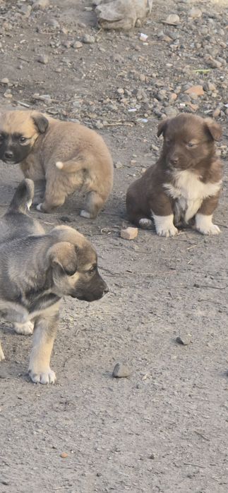 Отдам щенков в хорошие руки