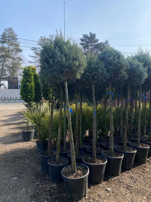 Plante Decorative Premium – Aspect Dens și Servicii Profesionale