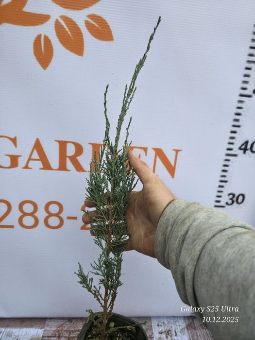 Можжевельник блю эрроу саженец