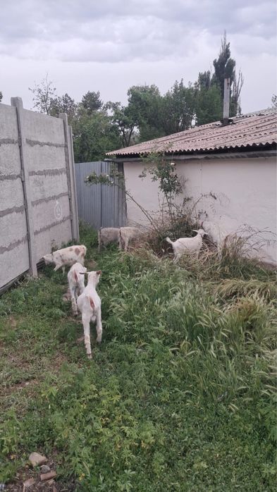 Продам козлов срочно
