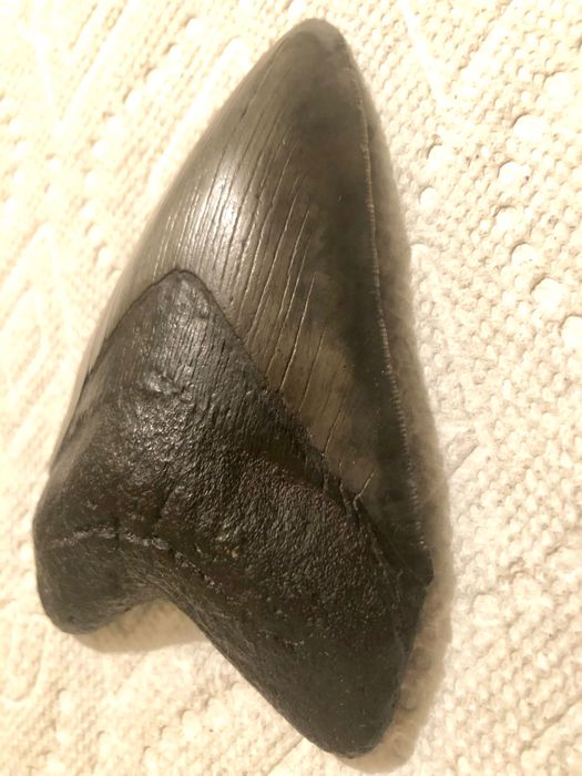 Dinte de Megalodon !!